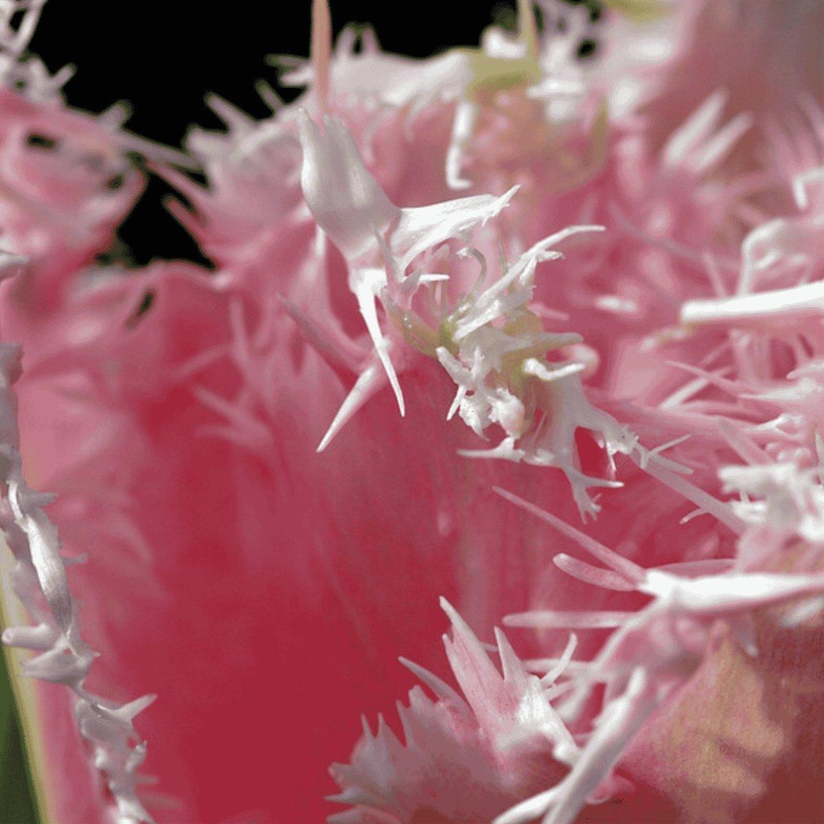 HUIS TEN BOSCH チューリップベア Tulip Fringed Huis Ten Bosch | Leo Berbee Bulb Company